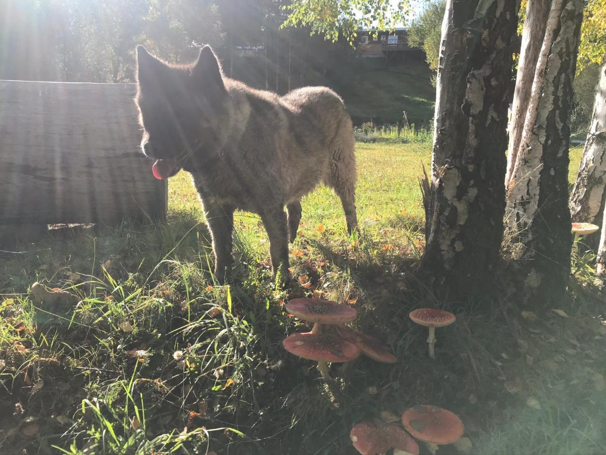 Elementos Eco Lodge Pucón Εξωτερικό φωτογραφία